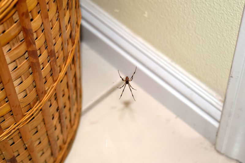 Spider Extermination Service in Mckinney, TX