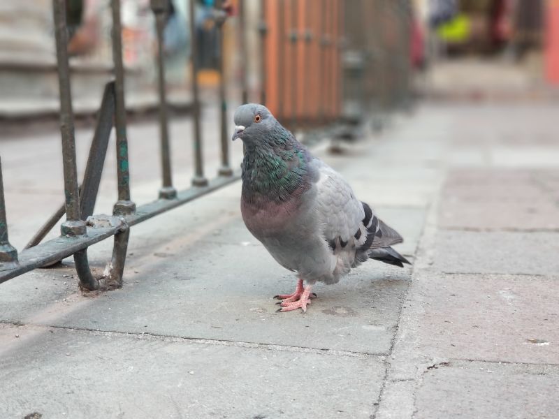 Pigeon Mitigation