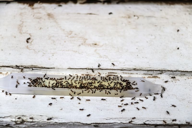 Ants Extermination Service in Mckinney, TX