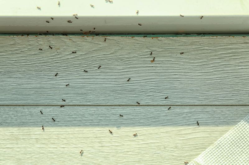 Ants Extermination Service in Denton, TX