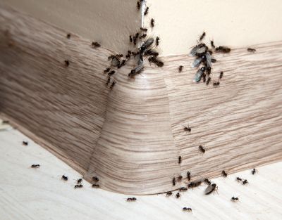 Ants Extermination Service in Katy, TX