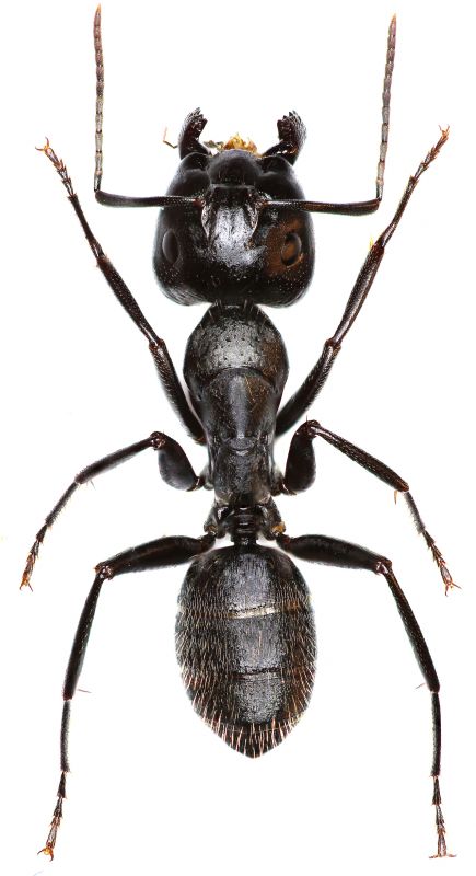 Carpenter Ant Extermination in Fort Worth, TX