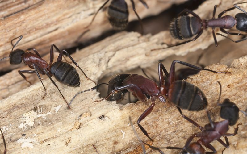 Carpenter Ant Extermination in Fort Worth, TX