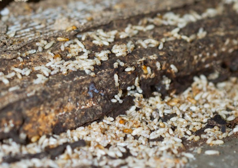 Commercial Termite Prevention in Katy, TX