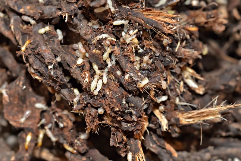 Commercial Termite Treatment in Katy, TX