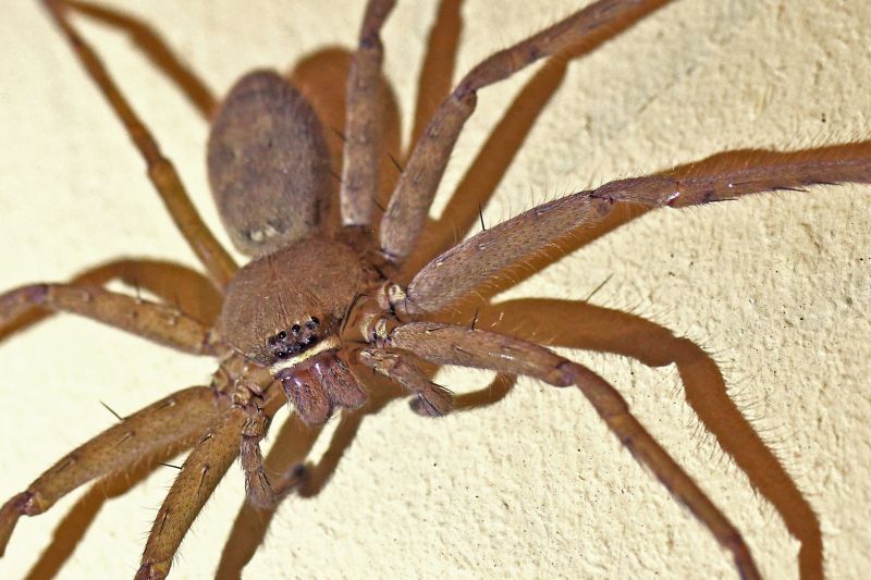 Common Spiders Extermination in Katy, TX