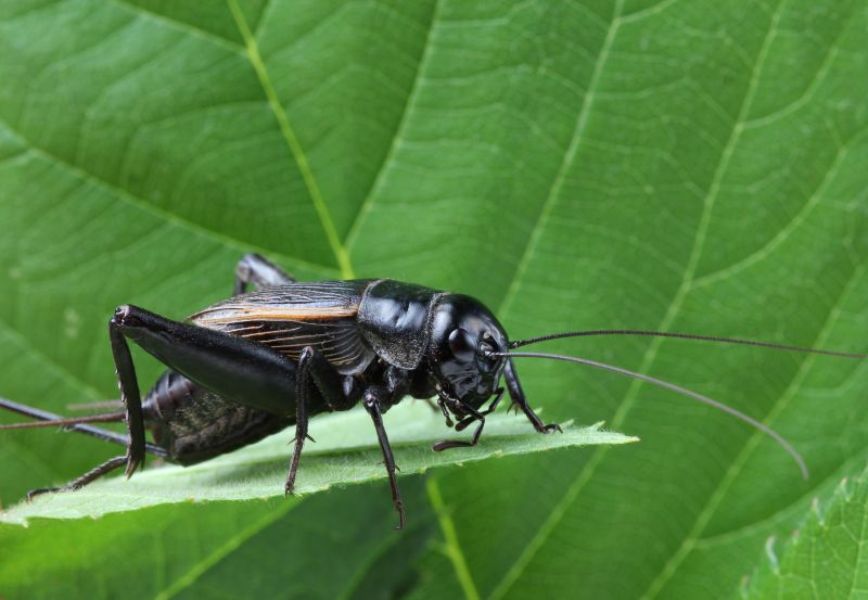 Cricket Control Service in New Braunfels, TX