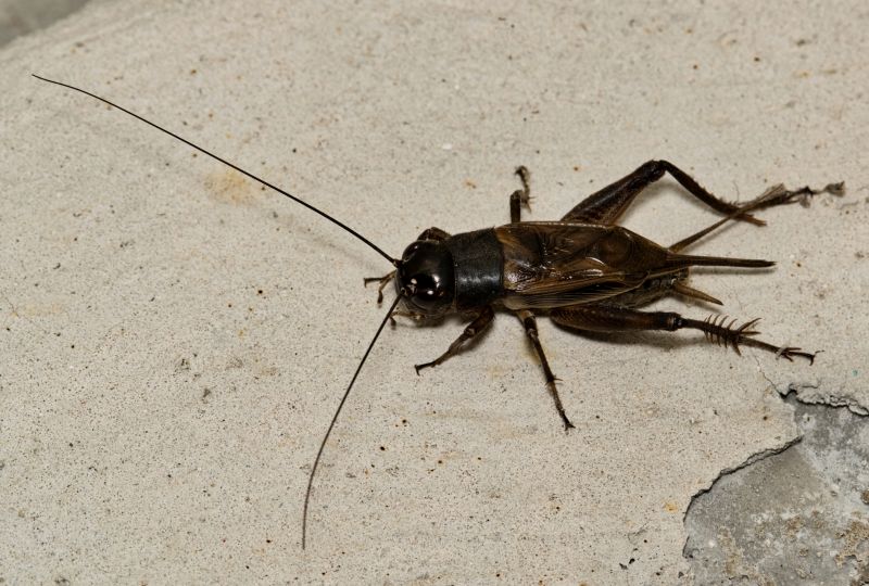 Cricket Control Service in Fort Worth, TX