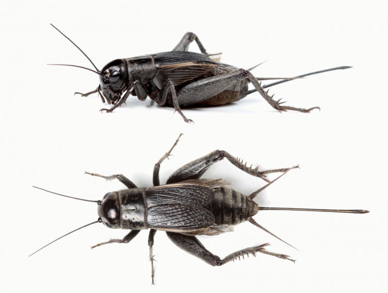 Cricket Control Service in Rockwall, TX