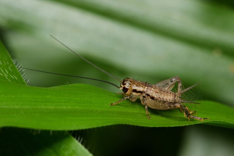 Cricket Prevention in New Braunfels, TX