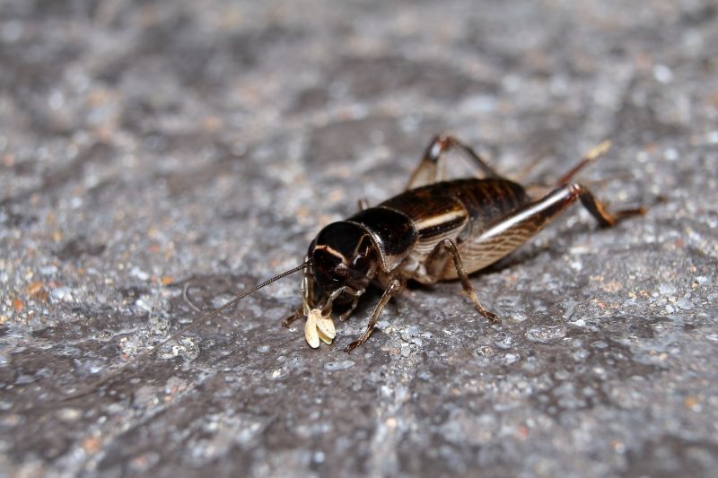Cricket Prevention in Fort Worth, TX