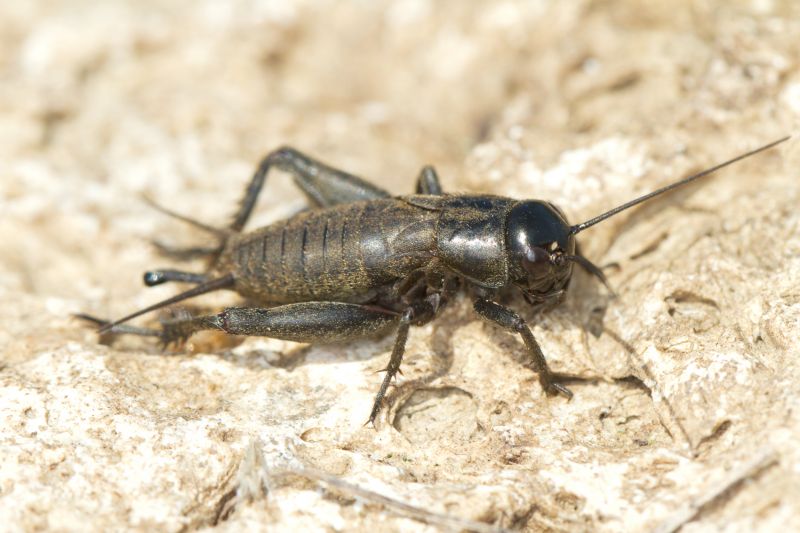 Cricket Prevention in Rockwall, TX