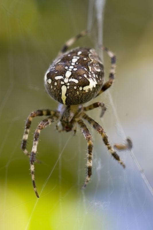 Cross Spider Extermination in Denton, TX