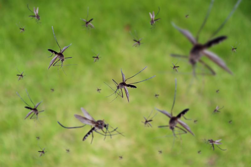 Fly Control Service in Fort Worth, TX