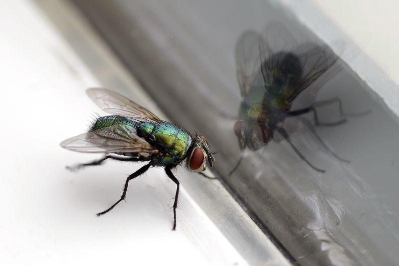 Fly Control Service in Katy, TX