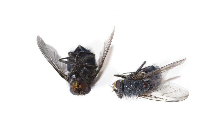 Fly Extermination in Frisco, TX