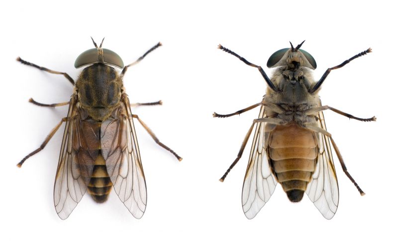 Fly Extermination in Denton, TX