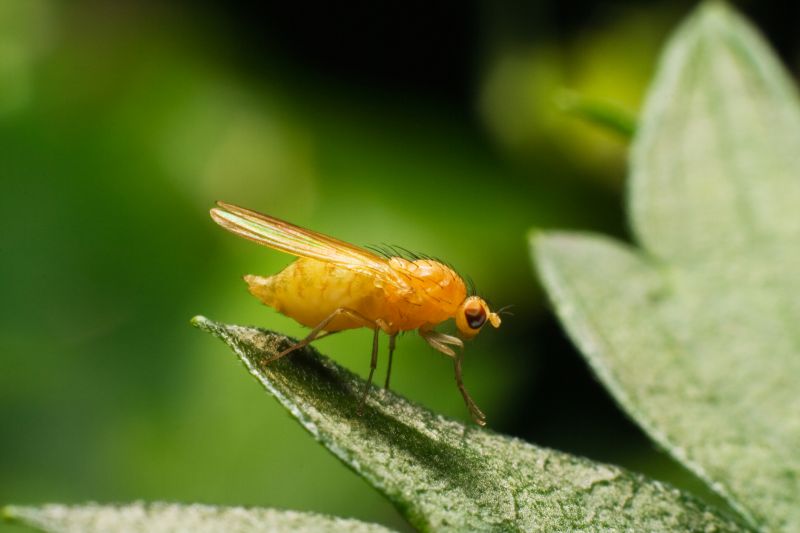 Fly Pest Control in Rockwall, TX