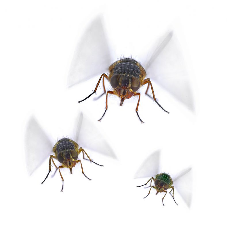 Fly Pest Control in Denton, TX