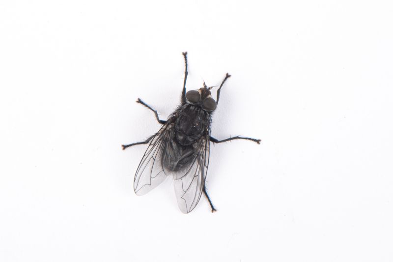 Fruit Fly Extermination in Frisco, TX