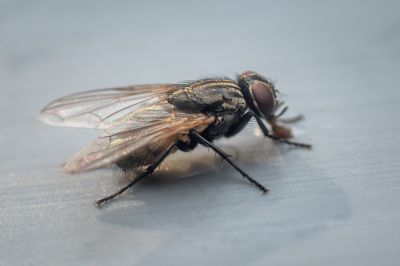 Fruit Fly Extermination in Rockwall, TX