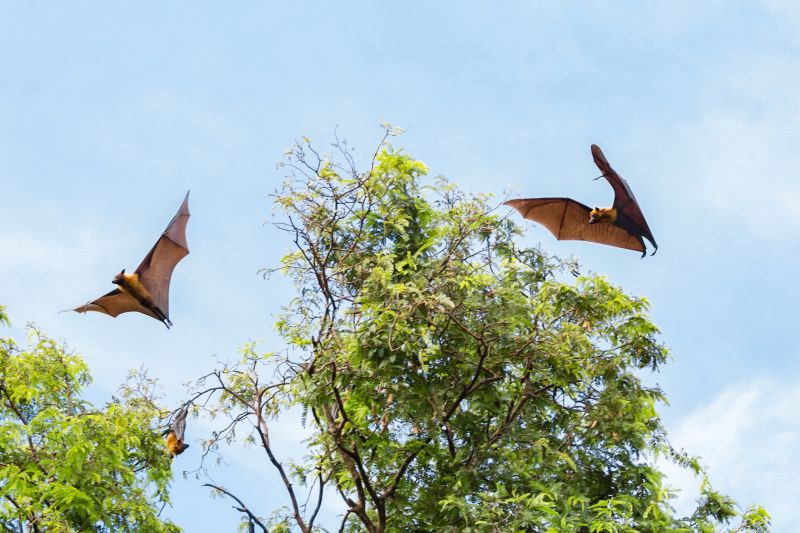 Health Risks Associated With Birds And Bats On Your Property