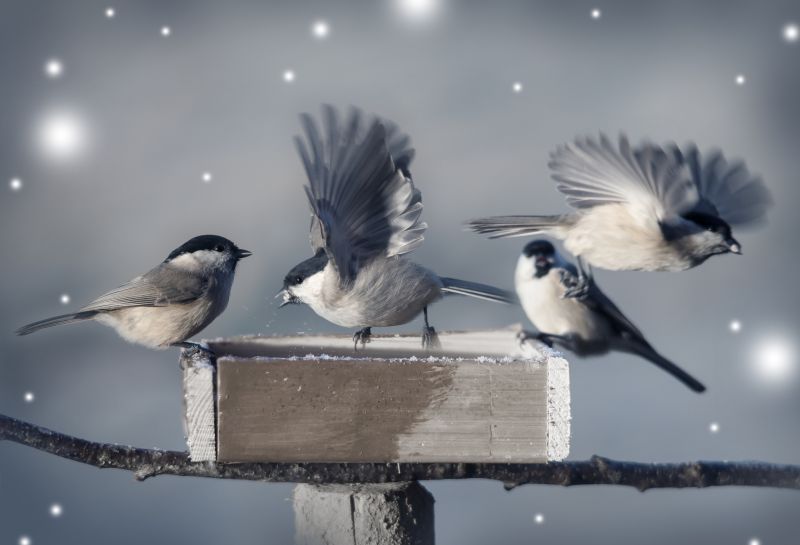 Health Risks Linked To Birds And Bats In Commercial Properties