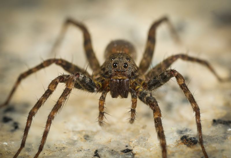 Hobo Spider Extermination in Mckinney, TX