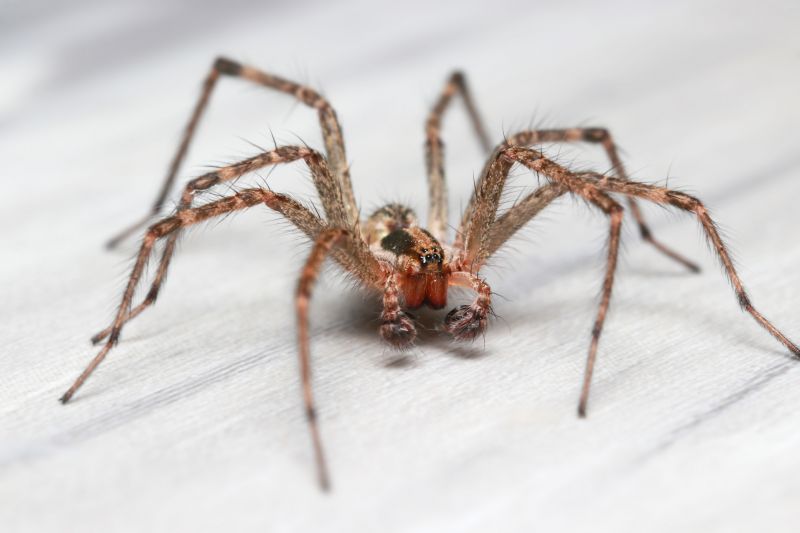 Hobo Spider Extermination in New Braunfels, TX