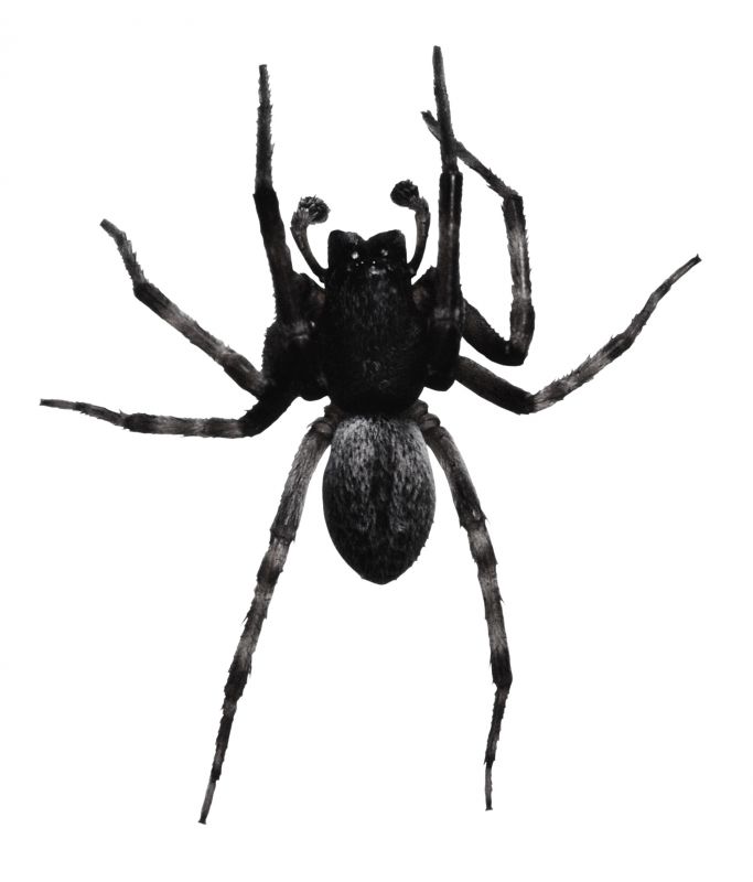Huntsman Spider Extermination in Frisco, TX