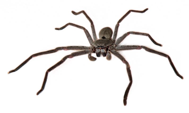 Huntsman Spider Extermination in Fort Worth, TX