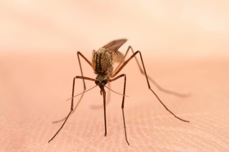 Mosquito Control Service in Rockwall, TX