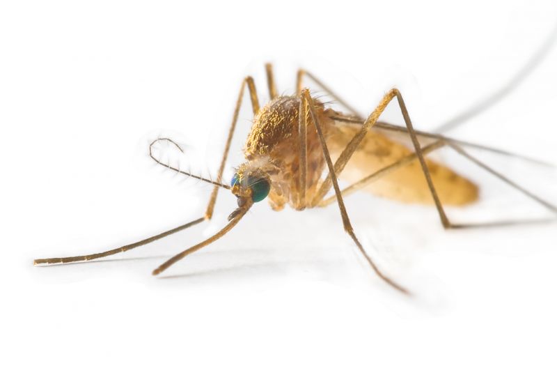Mosquito Control Service in Frisco, TX