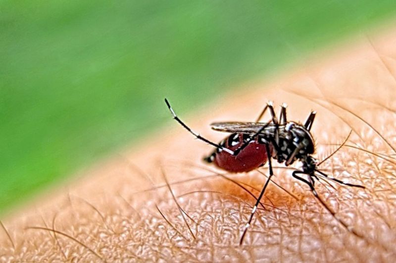 Mosquito Control Service in Arlington, TX