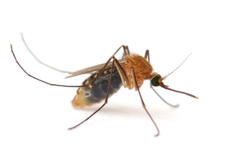 Mosquitoes Pest Control in New Braunfels, TX