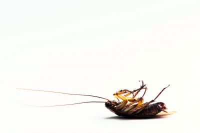 Moth Extermination in Frisco, TX