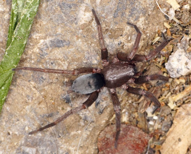 Mouse Spider Extermination in Mckinney, TX