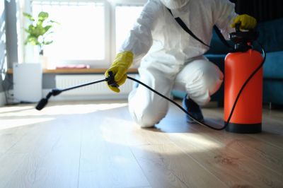Mouse Spider Extermination in Denton, TX