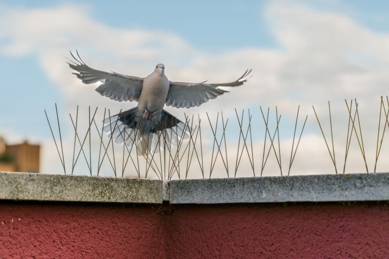 Pigeon Deterrent Devices