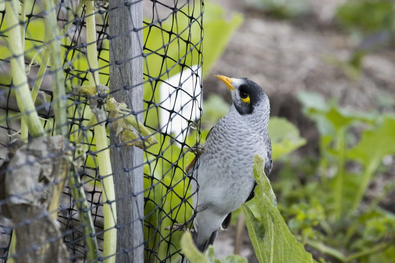 Bird Spikes and Netting