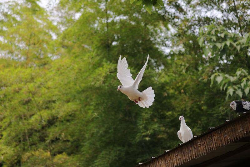 Eco-Friendly Options