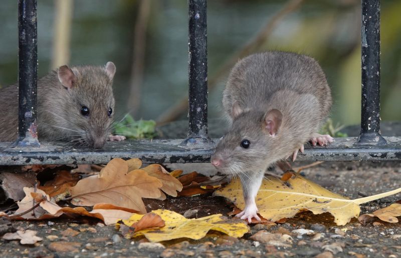 Rat Fumigation Service in Fort Myers, FL
