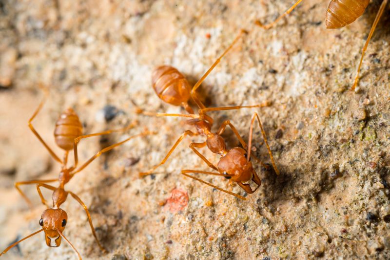 Red Ant Extermination in Frisco, TX