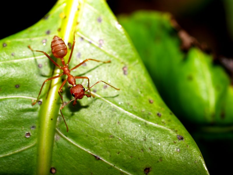 Red Ant Extermination in Fort Worth, TX