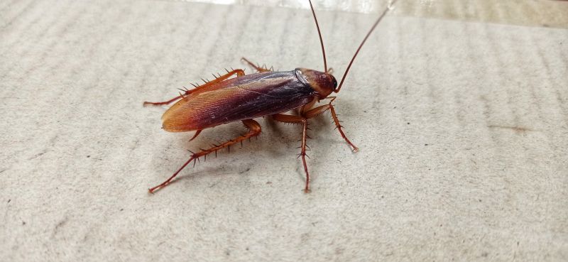 Roach Fumigation in Myrtle Beach, SC