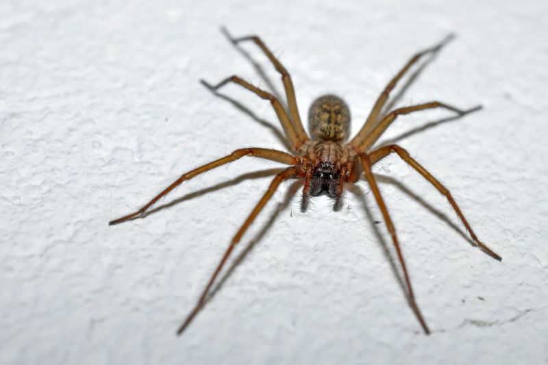 Spider Extermination Service in Rockwall, TX