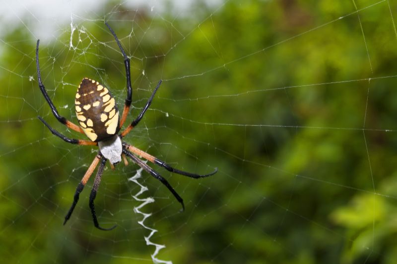 Spider Fumigation Service in Tampa, FL