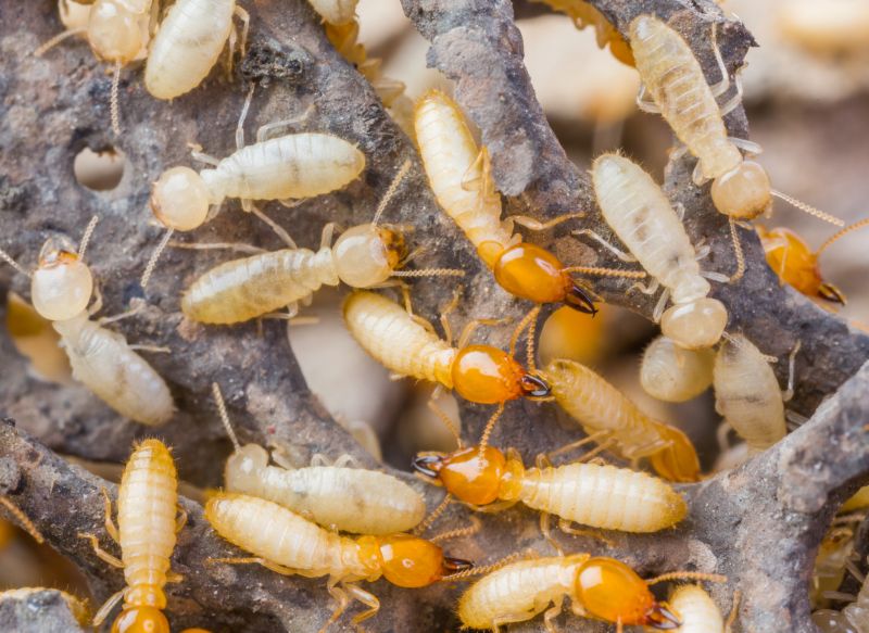 Termite Infestation Service in Katy, TX