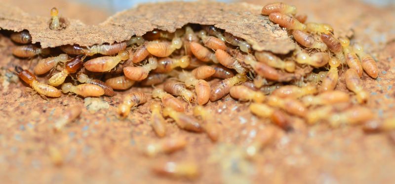 Termite Service in Frisco, TX