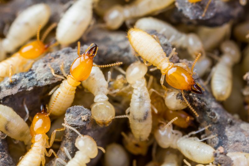 Termite Tenting in Santa Fe, NM